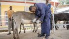 En Ethiopie, une clinique pour remettre des ânes sur pattes
