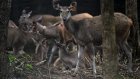 En Thaïlande, des proies lâchées dans la jungle pour sauver les tigres