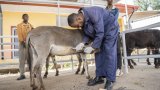 En Ethiopie, une clinique pour remettre des ânes sur pattes